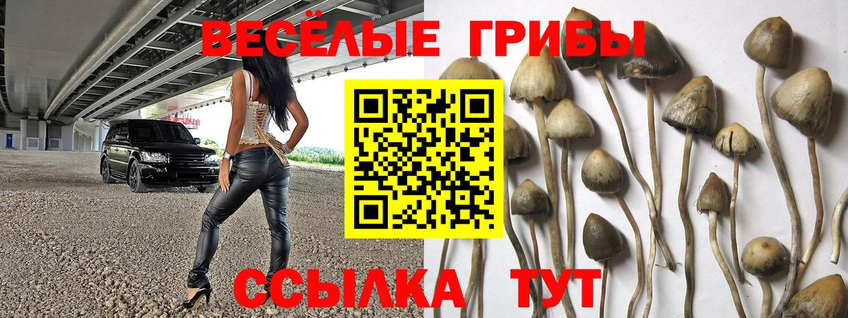 Галлюциногенные грибы Cubensis Волгодонск